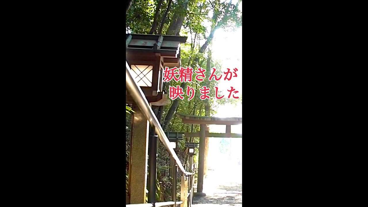 あなたは見えますか？【妖精が映りました】見た人に奇跡が起こる「三輪山の精霊」神の光 #shorts - YouTube