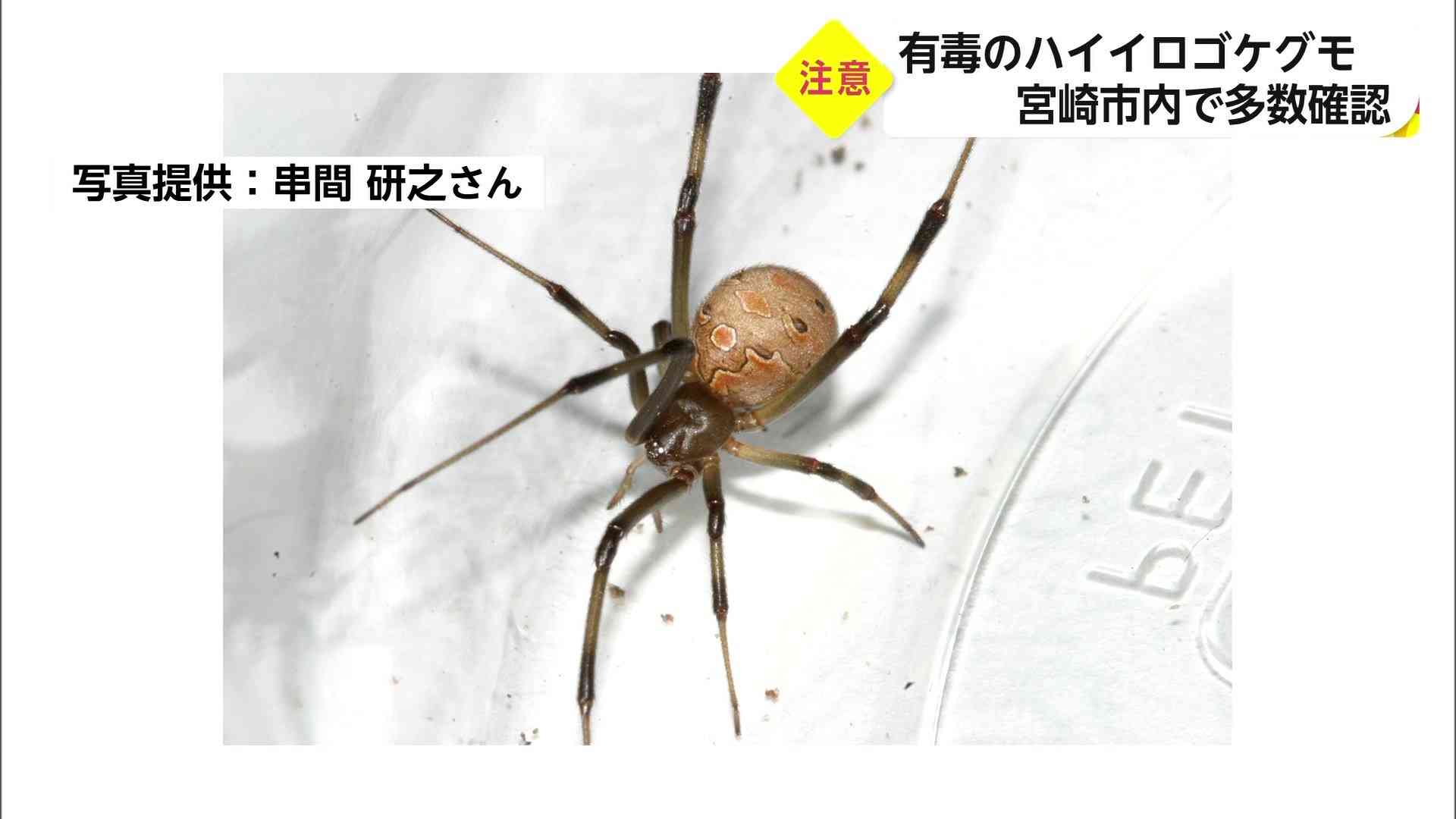 有毒「ハイイロゴケグモ」が生息域拡大…繁殖力“半端なく強い”　メスに注意、見つけた時の対処法は【宮崎発】（FNNプライムオンライン） - Yahoo!ニュース