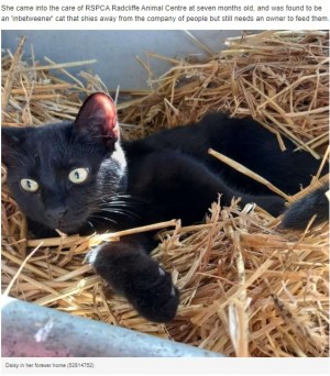 人間嫌いで居場所のなかった猫 最高の家と友達を見つけ幸せな生活を送る(英)