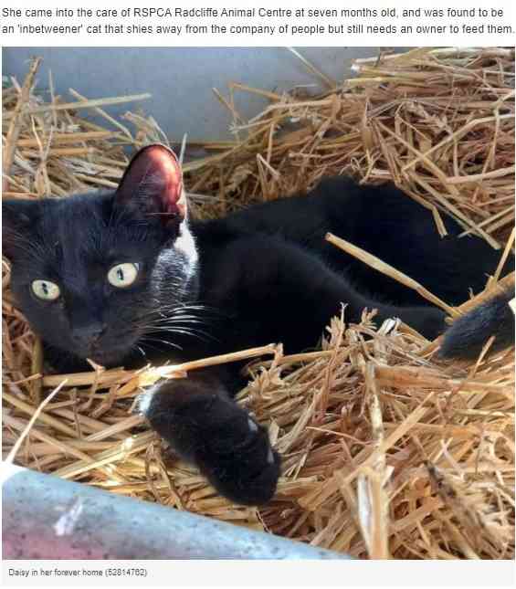 【海外発！Breaking News】人間嫌いで居場所のなかった猫　最高の家と友達を見つけ幸せな生活を送る（英） | Techinsight（テックインサイト）|海外セレブ、国内エンタメのオンリーワンをお届けするニュースサイト