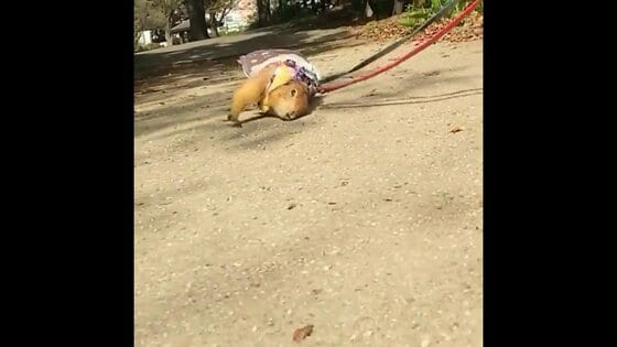 散歩するプレーリードッグが“犬”のまね!? 体を地面にスリスリする姿が可愛い…状況を飼い主に聞いた
