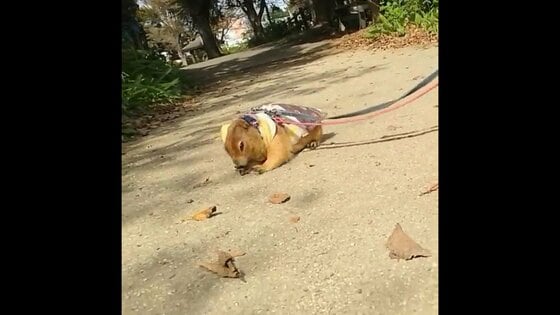 散歩するプレーリードッグが“犬”のまね!? 体を地面にスリスリする姿が可愛い…状況を飼い主に聞いた