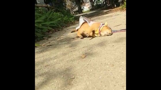散歩するプレーリードッグが“犬”のまね!? 体を地面にスリスリする姿が可愛い…状況を飼い主に聞いた
