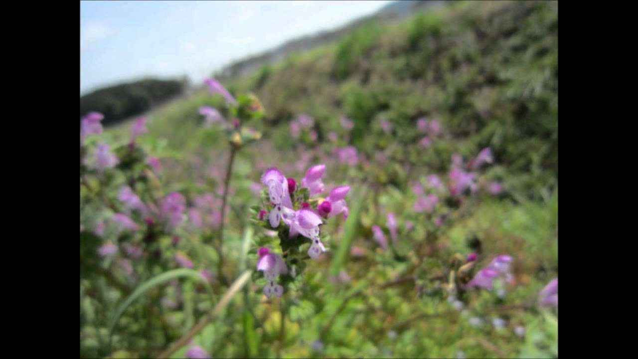 春のお花　ゴンチチさんの２８にのせて - YouTube