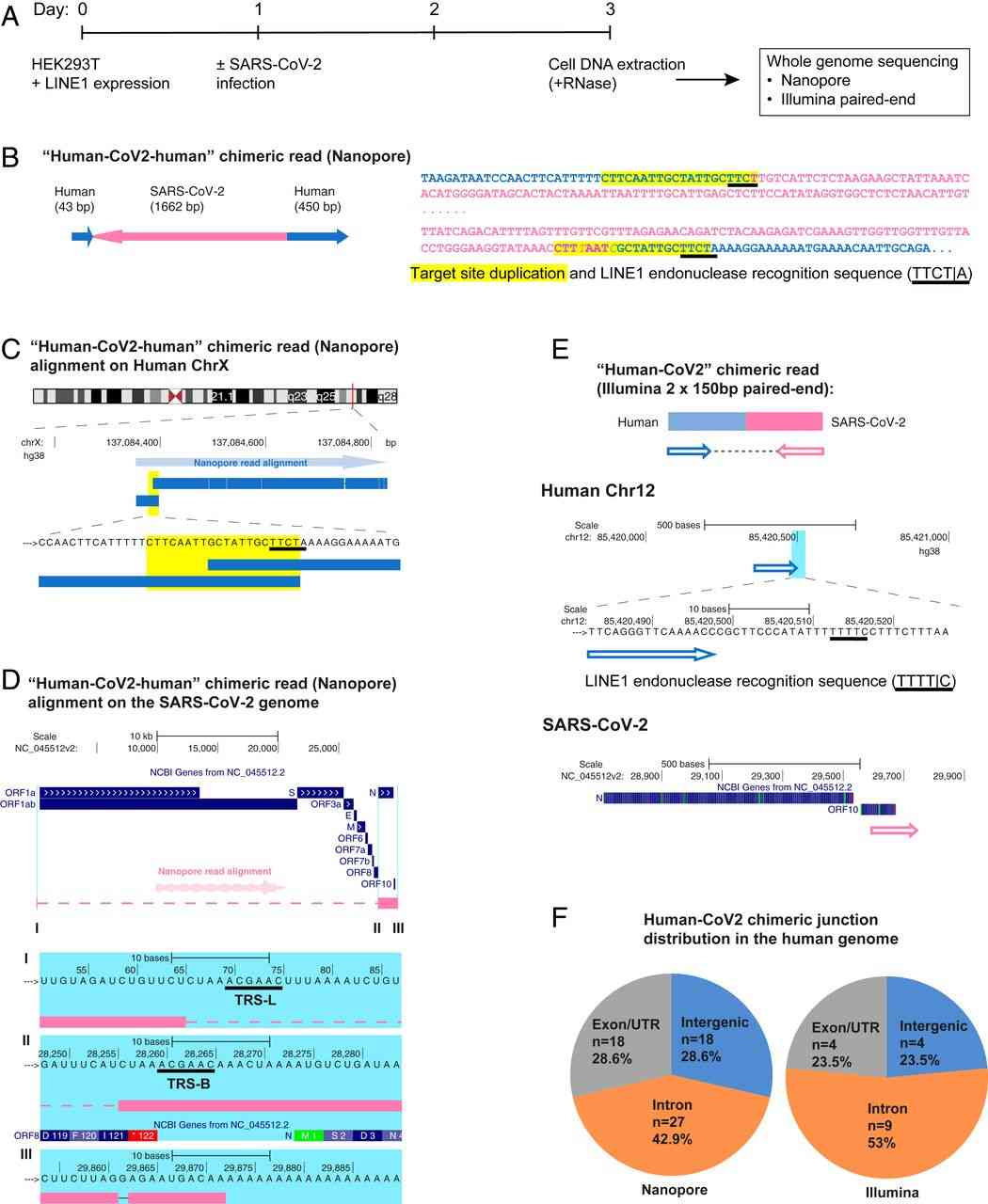 Reverse-transcribed SARS-CoV-2 RNA can integrate into the genome of cultured human cells and can be expressed in patient-derived tissues | PNAS