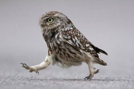 フクロウに癒されるトピ