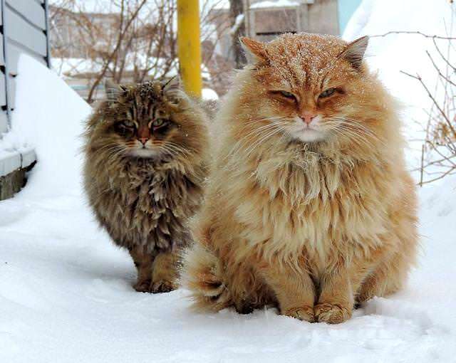 寒い画像選手権