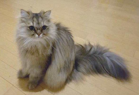 2億円超の寄付が集まった猫の腎臓病治療薬 東大が臨床試験再開へ - ライブドアニュース
