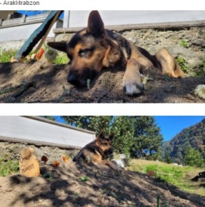 子犬の頃から11年連れ添った飼い主の墓を離れない犬（トルコ）