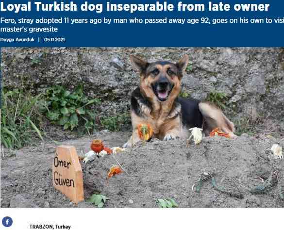 【海外発！Breaking News】子犬の頃から11年連れ添った飼い主の墓を離れない犬（トルコ）＜動画あり＞ | Techinsight（テックインサイト）|海外セレブ、国内エンタメのオンリーワンをお届けするニュースサイト
