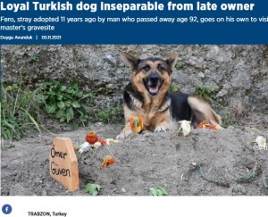 子犬の頃から11年連れ添った飼い主の墓を離れない犬（トルコ）