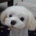 福凛 on Twitter: 