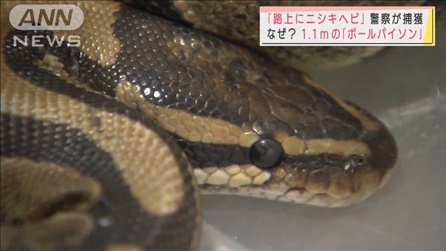 なぜ？「路上にニシキヘビ」犬の散歩中に発見｜テレ朝news-テレビ朝日のニュースサイト