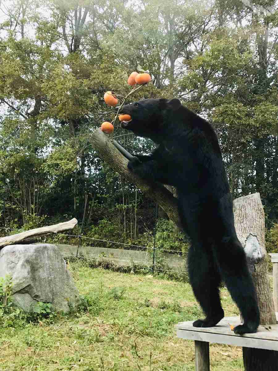 冬眠前に柿求め? ウッドデッキの衰弱クマ、殺処分に抗議も