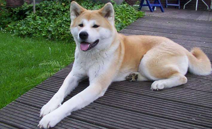 秋田犬好きな方!!