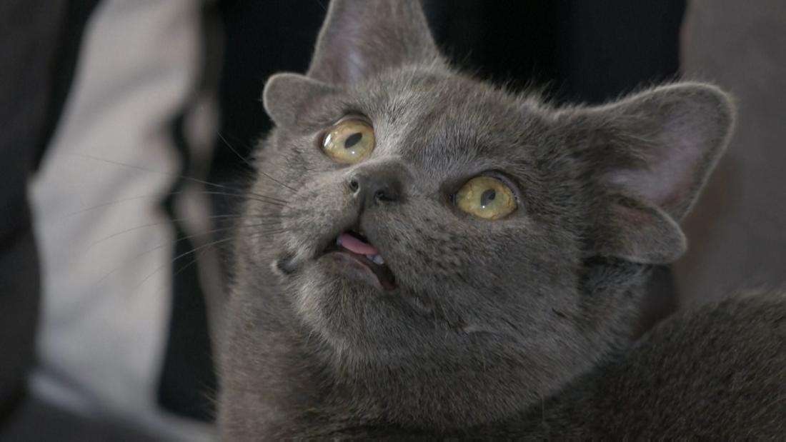 「4つの耳」を持つ子猫、SNSの人気者に　トルコ