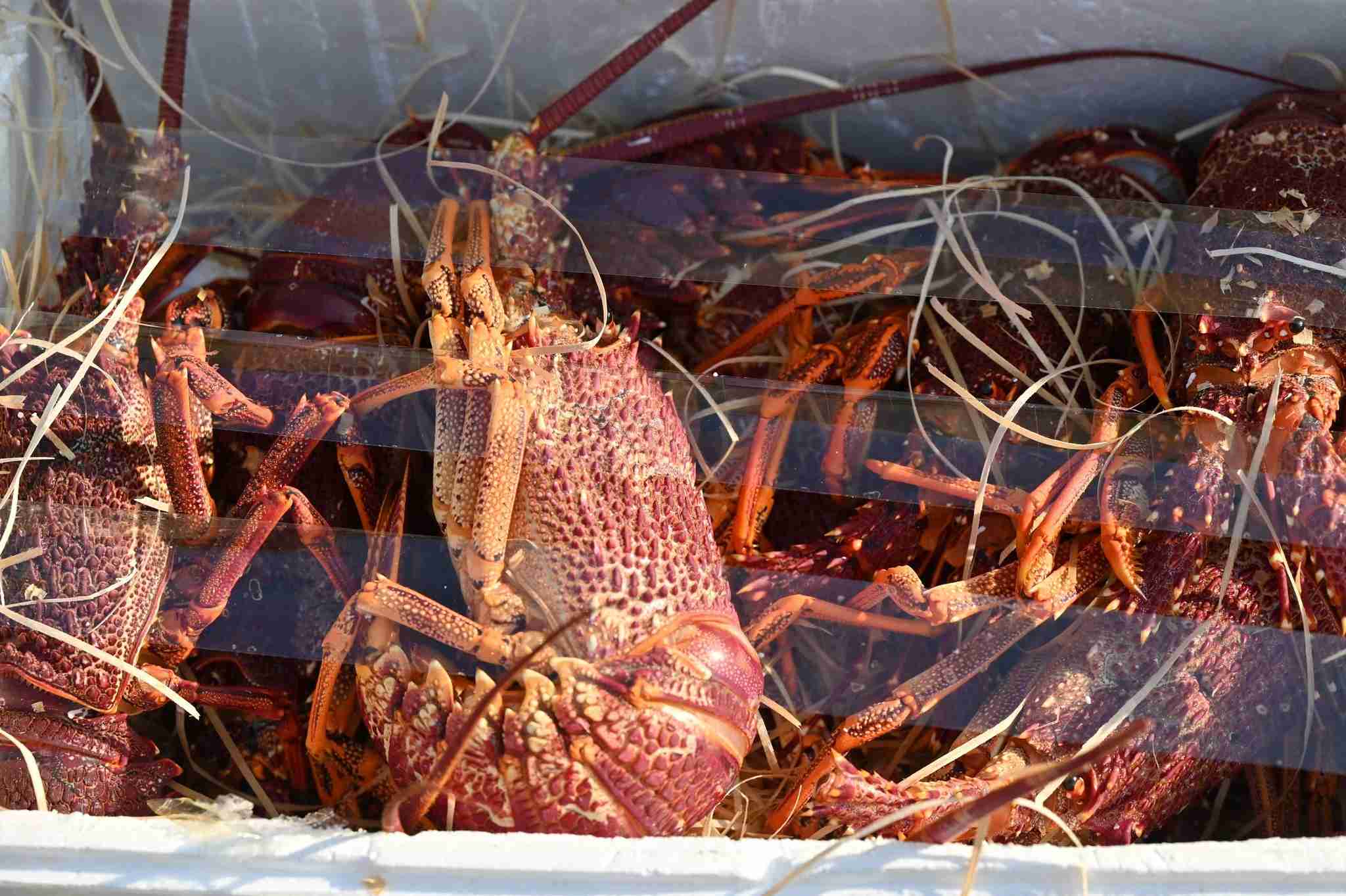 香港税関、生きたイセエビ900キロ押収 中国本土へ密輸か（ＡＦＰ＝時事） - Yahoo!ニュース