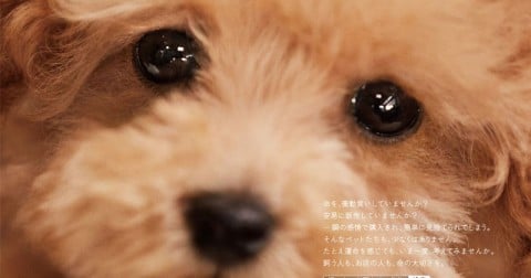巣ごもりペット需要の一方で、飼育放棄も増加…『その一目惚れ迷惑です』に込められた思い | ORICON NEWS