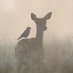 zaurus21 on Twitter: 