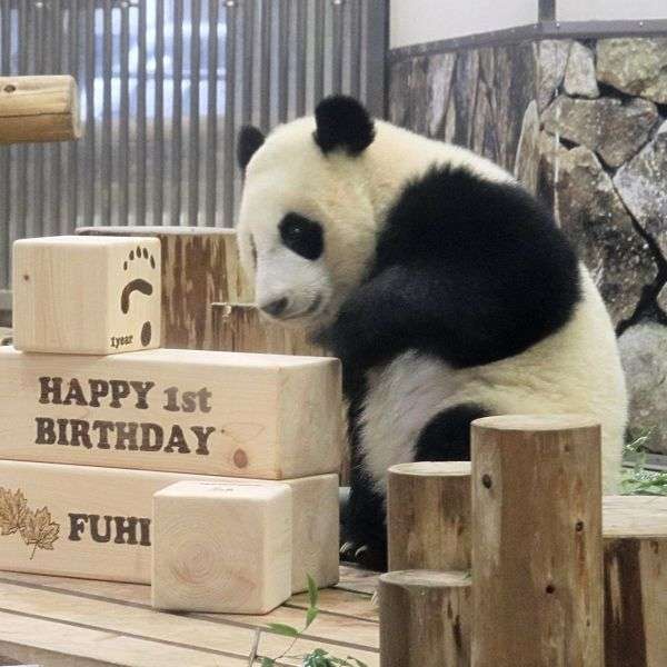 【動画】白浜のパンダ「楓浜」の１歳祝う　氷などプレゼント：紀伊民報AGARA