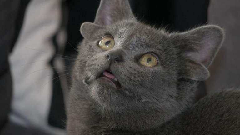 CNN.co.jp : 「４つの耳」を持つ子猫、ＳＮＳの人気者に　トルコ