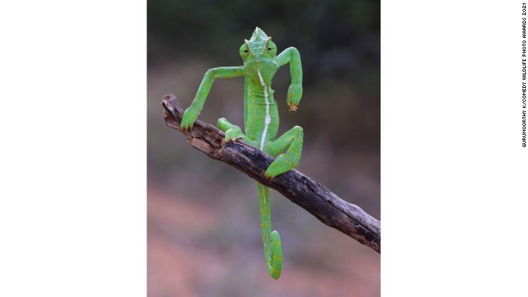 サルが苦悶の表情？、「コメディー野生動物写真賞」の大賞発表