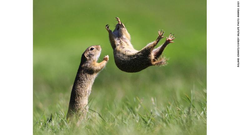 サルが苦悶の表情？、「コメディー野生動物写真賞」の大賞発表
