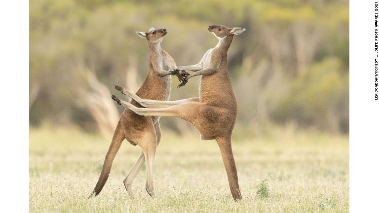 サルが苦悶の表情？、「コメディー野生動物写真賞」の大賞発表
