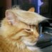 guardien_ange on Twitter: 