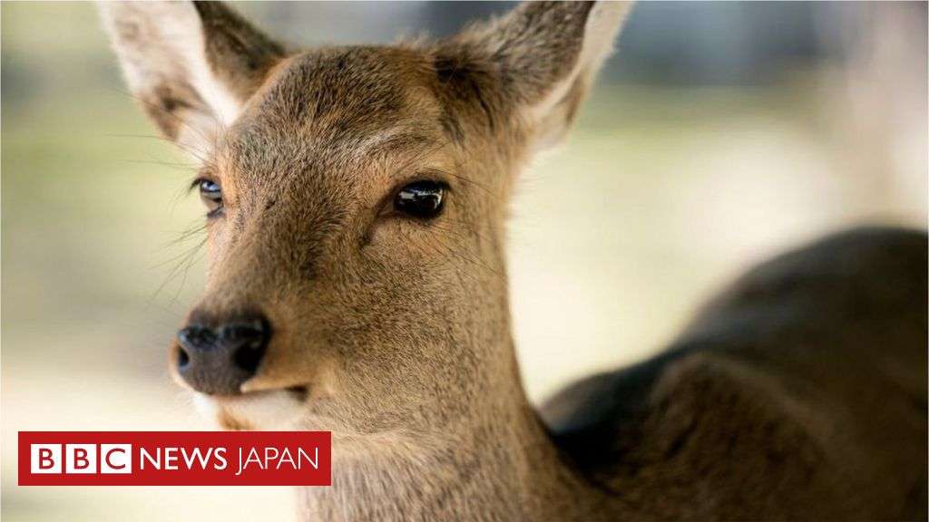 奈良のシカが食べても安全な紙袋　地元有志ら開発 - BBCニュース