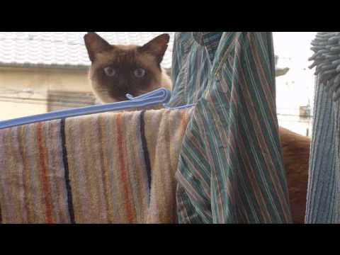 猫ダイビング大失敗 - YouTube