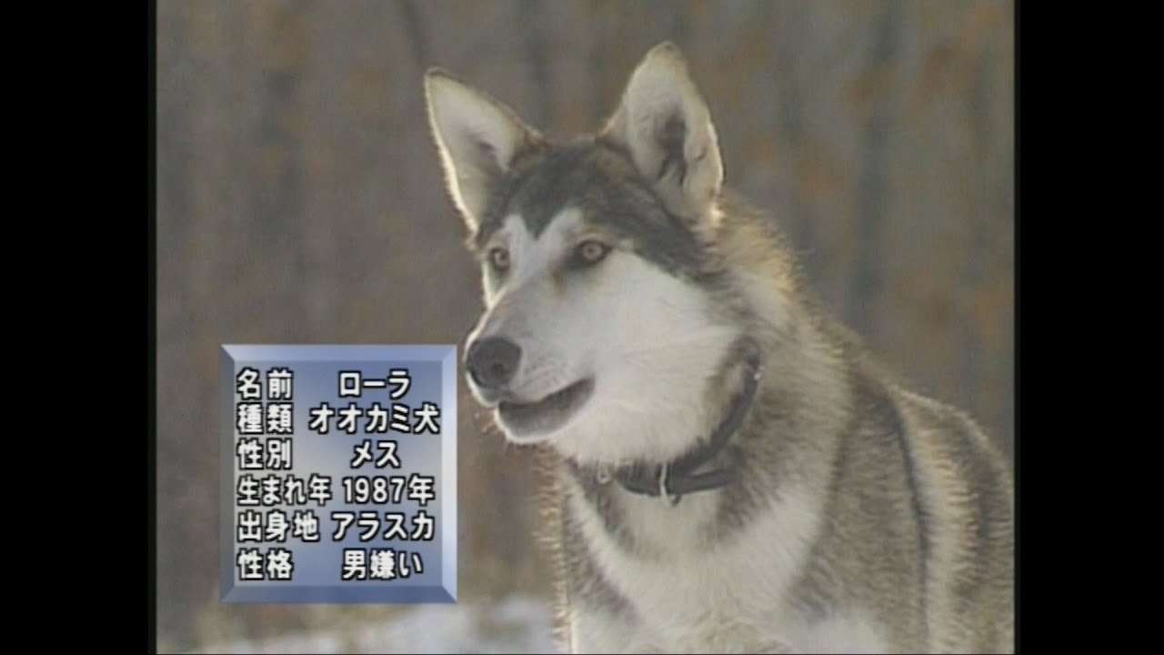 「狼犬ローラと10匹の子犬たち」　ムツゴロウとゆかいな仲間たち - YouTube