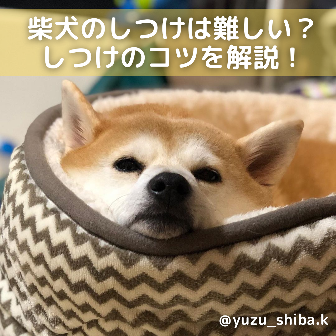     柴犬のしつけは難しいって本当？正しいしつけ方としつけのコツを解説