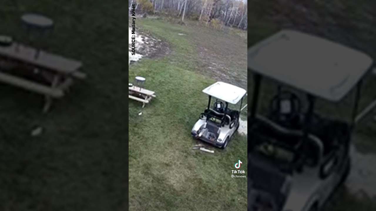 Dog crashes golf cart into a truck - YouTube