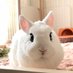 Rie Habu?うさぎファース党 on Twitter: 
