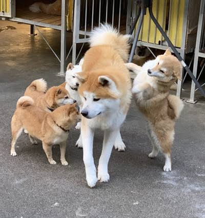 秋田犬好きな方!!