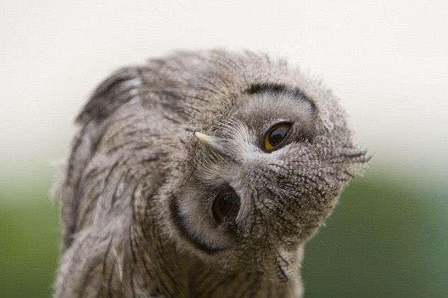 フクロウに癒されるトピ
