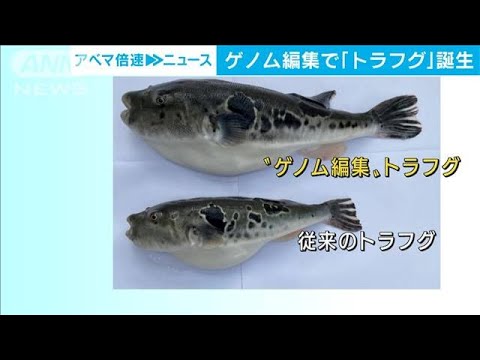 「ゲノム編集」でトラフグ誕生　成長速度が1.9倍に(2021年11月19日) - YouTube