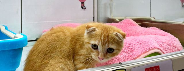 人気の「折れ耳」スコティッシュは遺伝性疾患　猫が苦しむ恐れ自覚を：朝日新聞デジタル