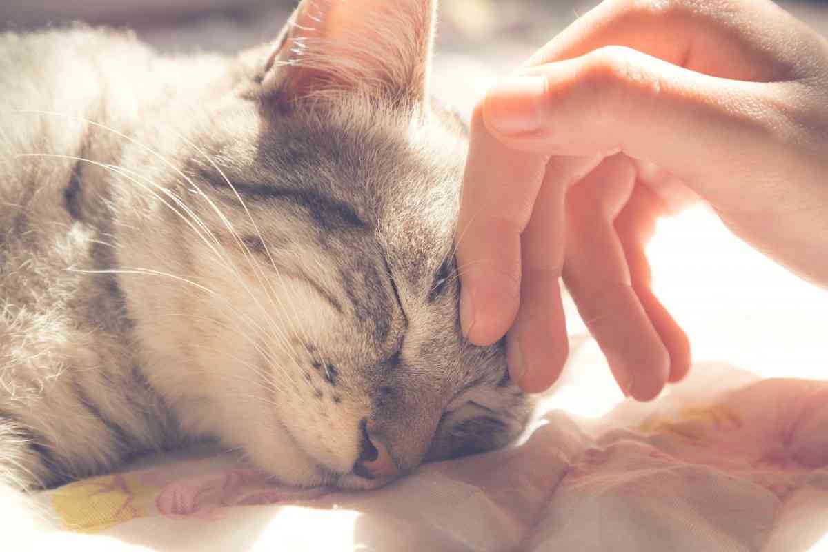 愛猫との最期の大切な時間『エンジェルタイム』とは | ねこちゃんホンポ