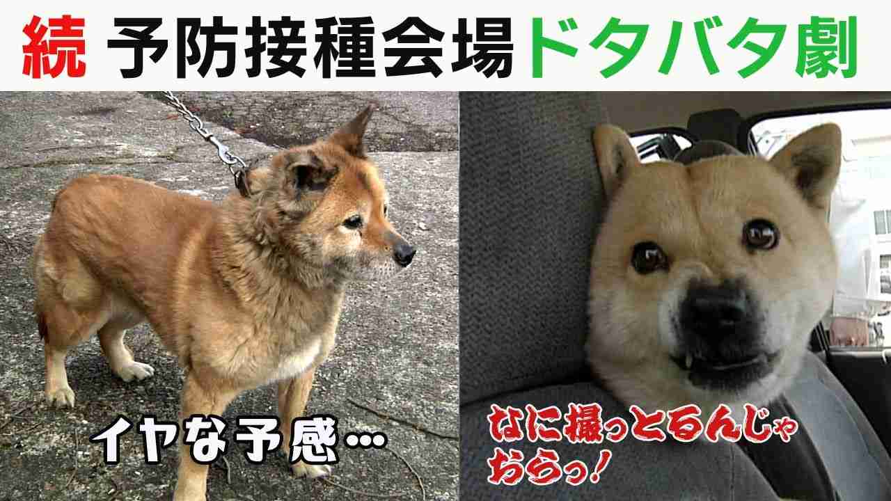 秋田犬好きな方!!