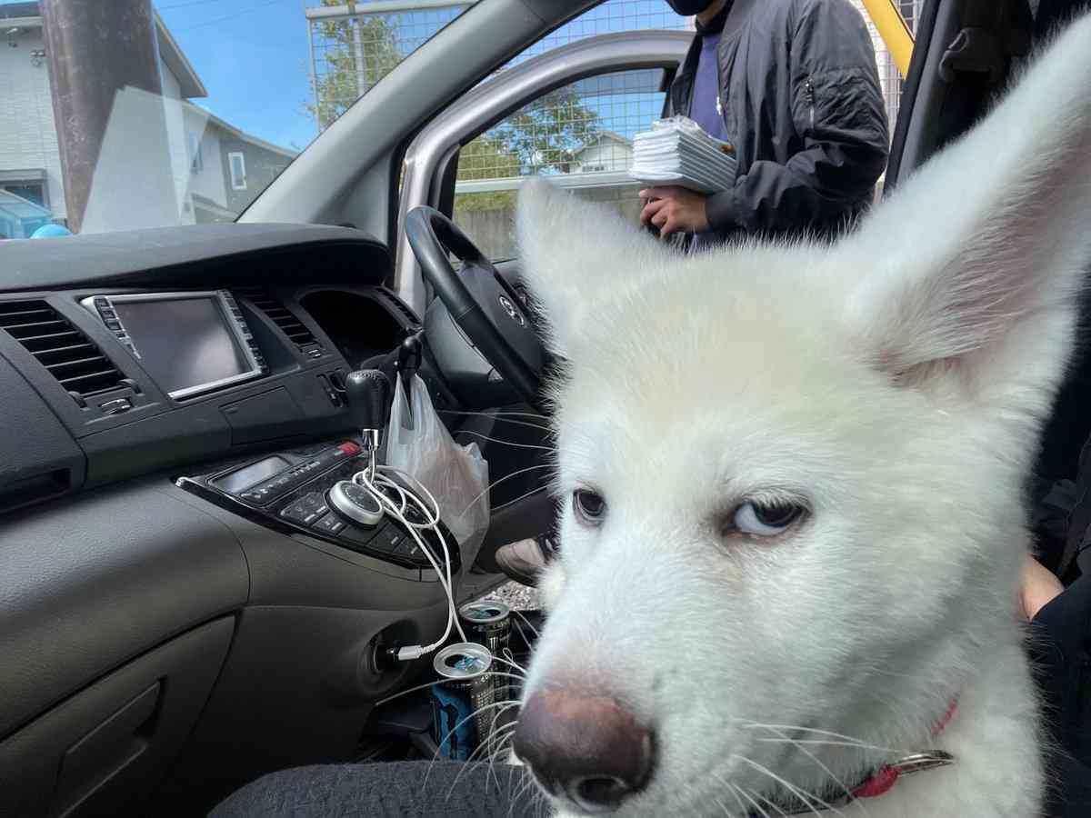 秋田犬好きな方!!