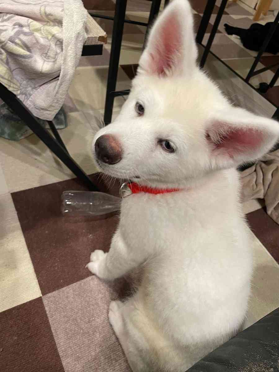 秋田犬好きな方!!