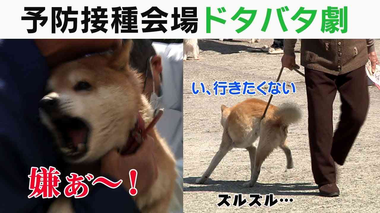 秋田犬好きな方!!