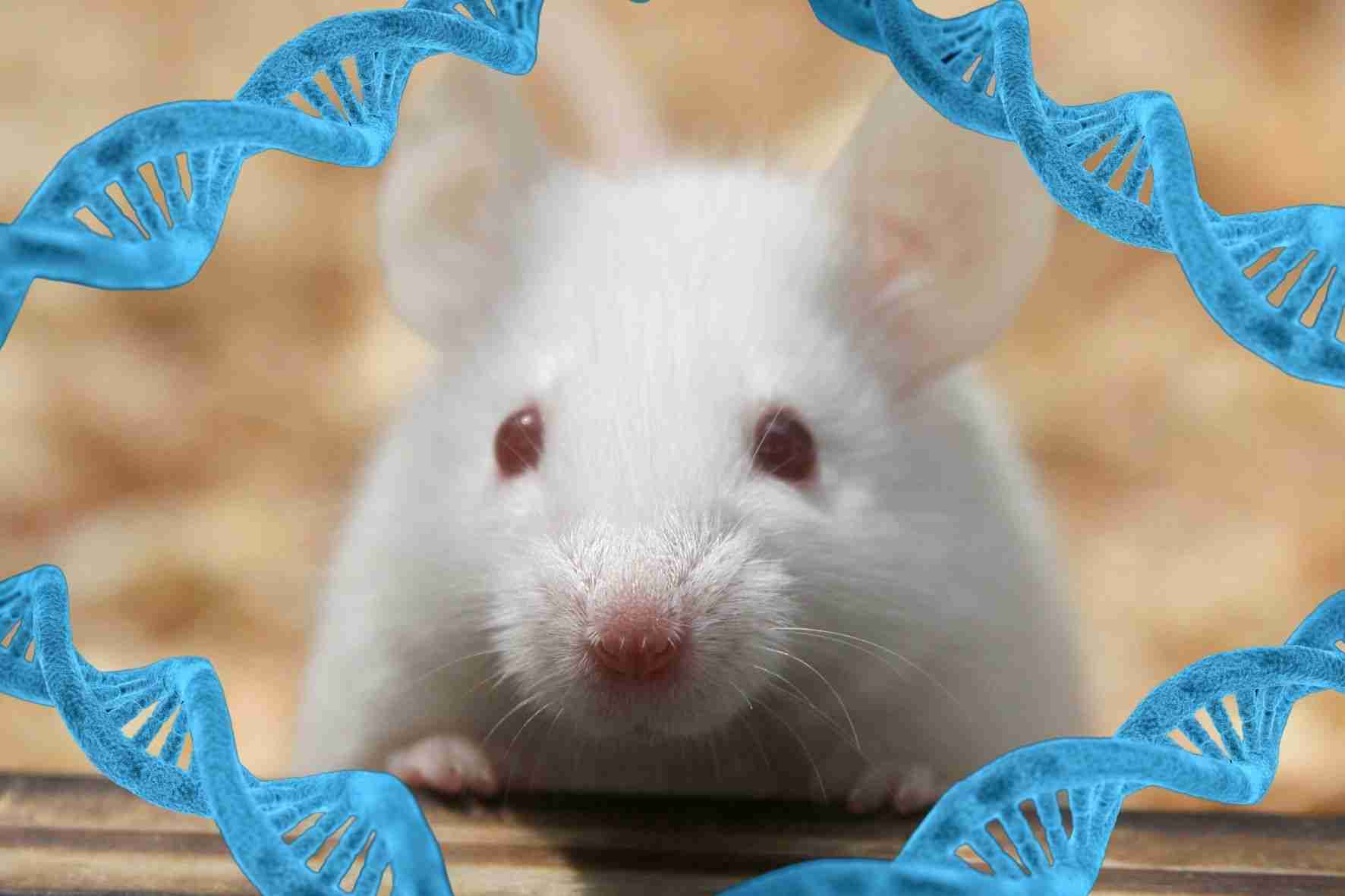 慢性社会的敗北ストレスは父マウスから子へ「精子にのって遺伝する」と明らかに - ナゾロジー