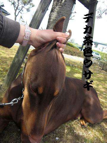 ウサギ捕獲 : ドーベルマン【ダンテ】の日記