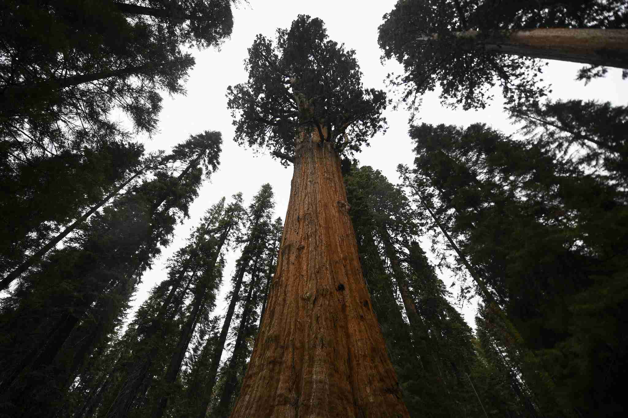 山火事で巨木ジャイアントセコイア3600本被害 米加州（ＡＦＰ＝時事） - Yahoo!ニュース