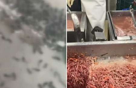 「衛生問題」…スンデ（豚の腸詰）工場の納品リスト公開で続々と販売停止＝韓国（WoW!Korea） - Yahoo!ニュース