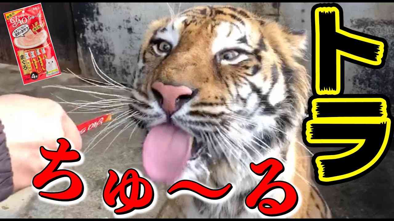 【神回】チュールをあげたらトラのヨダレが止まらない?www　Validated by tiger！ - YouTube