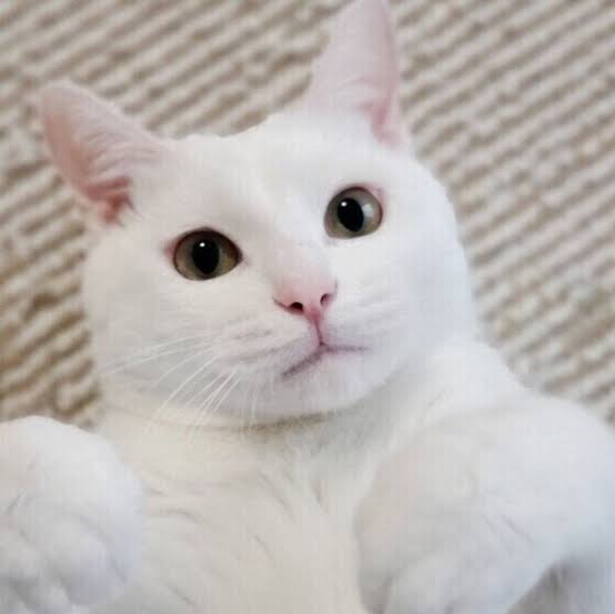 人生これがあれば生きていける！という物